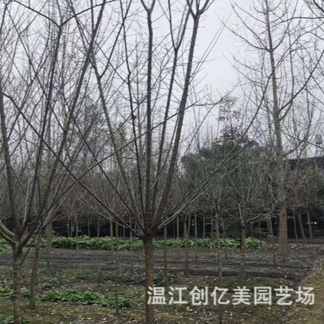 红梅树苗庭院景观杏梅 5-10公分室外 基地供应直发盆栽