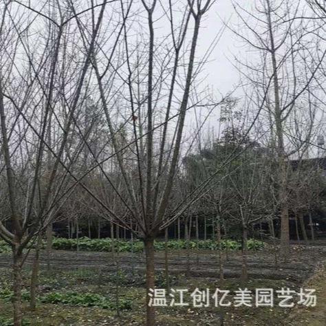 Саженец Красной сливы Двор Пейзаж абрикосовая Слива 5-10 см на открытом воздухе база питания прямые волосы горшечные растения