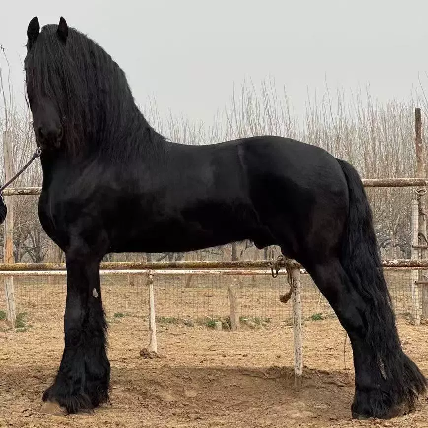 Живая езда на лошадях в поместье