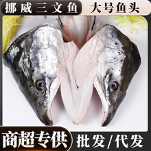 挪威三文鱼大号鱼头大西洋鲑鱼商用批发海鲜三文鱼头商用代发批发