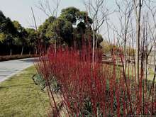 出售彩色树种红瑞木种子凉子木红瑞山茱萸道路绿化