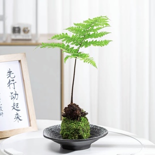 Moss Ball Red Phosphorus Fern Hydroponic Plant Flame Fern Wish Office Tea Desktop Bonsai Shade Tolerant and Easy to Maintain