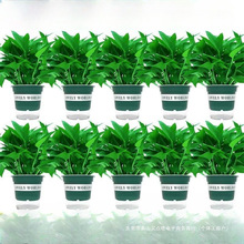 绿萝盆栽花卉植物室内吸除甲醛净化空气长藤垂吊兰大绿箩水培绿植
