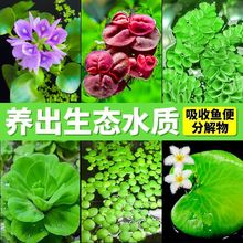 浮萍水草植物鱼缸造景冒泡水培一叶莲水芙蓉水葫芦睡莲净水真水草