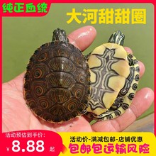 外塘大河甜甜圈东部甜甜圈佛州孔雀彩龟深水龟观赏宠物深水小乌龟