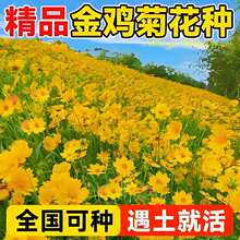 金鸡菊花种子金钱菊打造美丽乡村景观花海阳台盆栽四季种花卉种籽