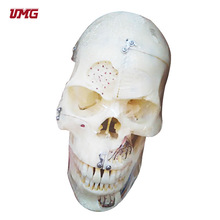 UM-F9��ǻ�W�^�B�ǽ̌W�ɲ�ʮ�����^�B�Ǐ���ģ��