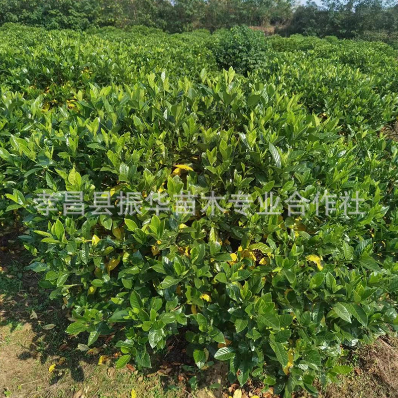 3a56584d5e18d5804a6b0c470bdff7