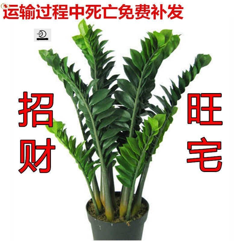 Indoor Potted Plants Do Not Require Sunlight, They Like Shade, Florals and Green Plants, and They Are Easy to Grow in the Living Room. Money Tree Potted Plants Shake Money