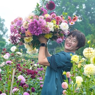 Dahlia Bulb Seeds, Sweet Potato Flowers, Four-Season Blooming Peonies, Indoor Cold-Resistant Flower Potted Plants