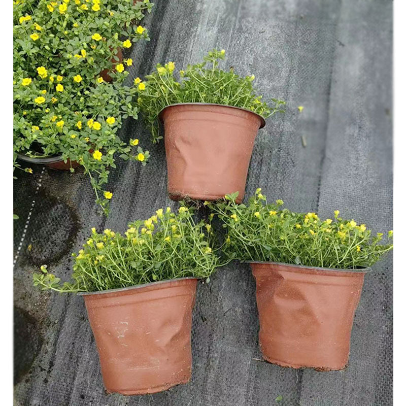 金蔓莎盆栽花卉 成都园林景观绿化苗木花木 花境植物庭院地被