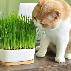 猫草种子  猫薄荷猫零食  袋装20g/包 大麦种籽