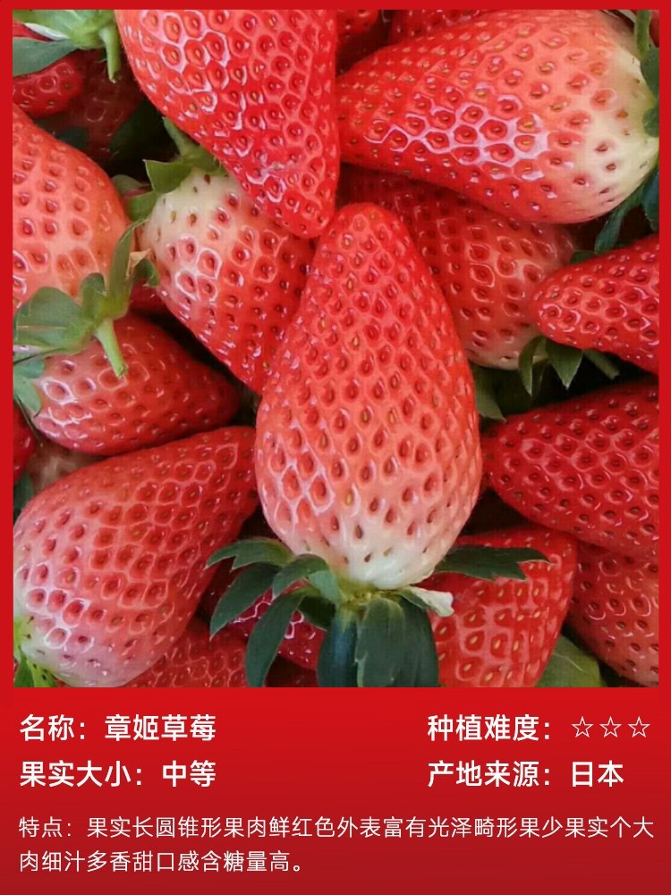 張鶏イチゴ 15本（土で生きた状態）と無料肥料