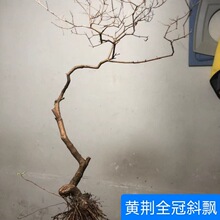 黄荆树全冠盆景家居装饰茶台意境观赏品味自然老树桩庭院绿化