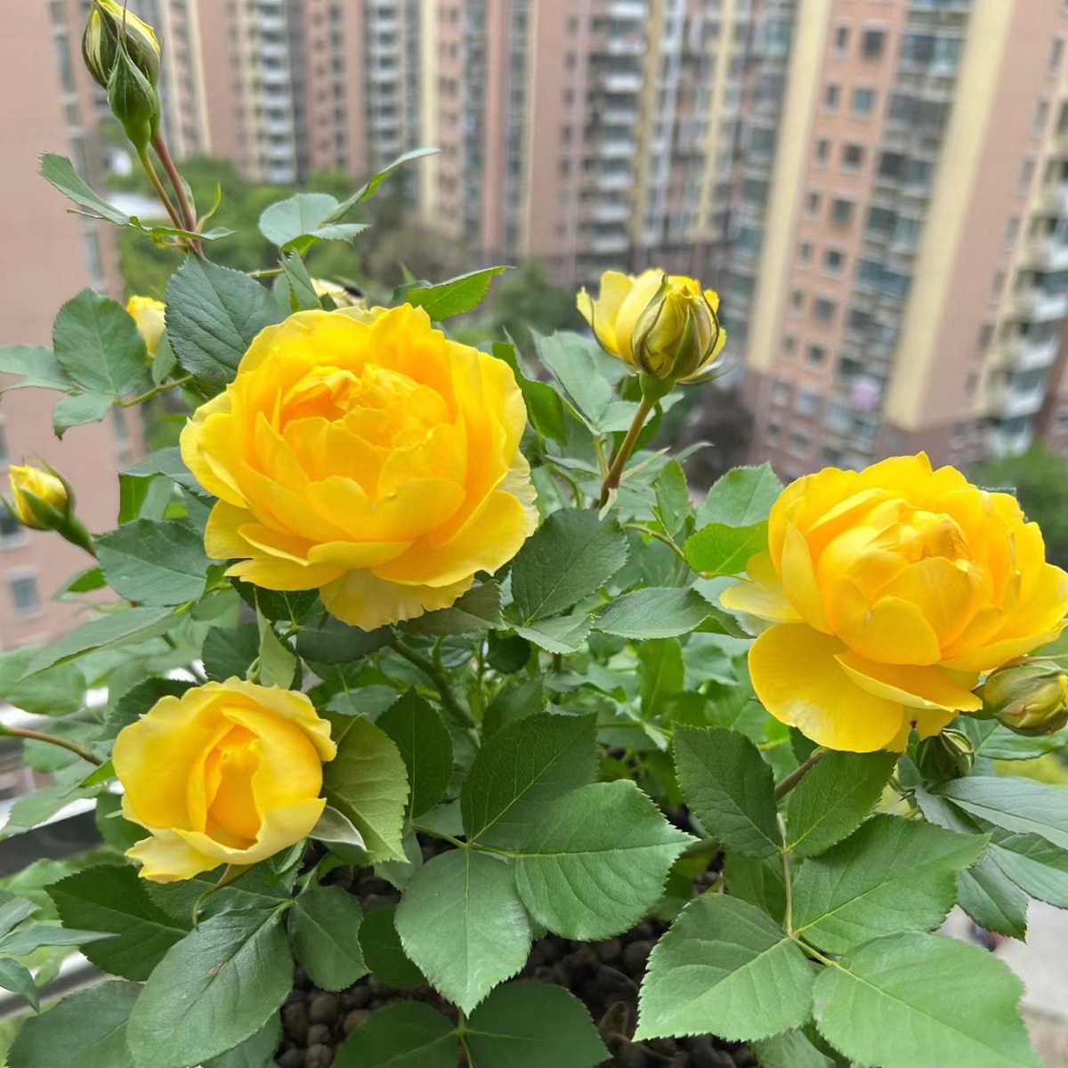 카나리아 [마이크로 문 플라워 라이트 향] 모종