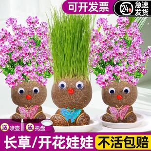 Grass Head Doll with Grass Growing on Its Head, Blooming Hair, Small Potted Plant, Kindergarten Planting Grass, Children Observing Plant Growth