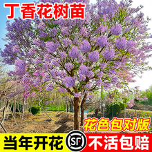 ���㻨���������҃����̨ͥԺ���ԚW���ļ������϶����ͺ��Gֲ��