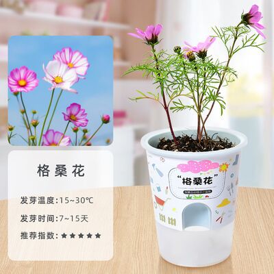 Niños crecen pequeñas plantas de maceta estudiantes de observación de girasol fresas diy juguetes adornos de mesa al por mayor