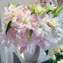 香水百合种球带芽耐寒四季盆栽室内外阳台花卉绿植种子浓香型花苗