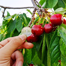 �޽Ӵ���Ҙ������Ե��Ԯ���Y���Ϸ������Nֲ������܇���ӹ�����