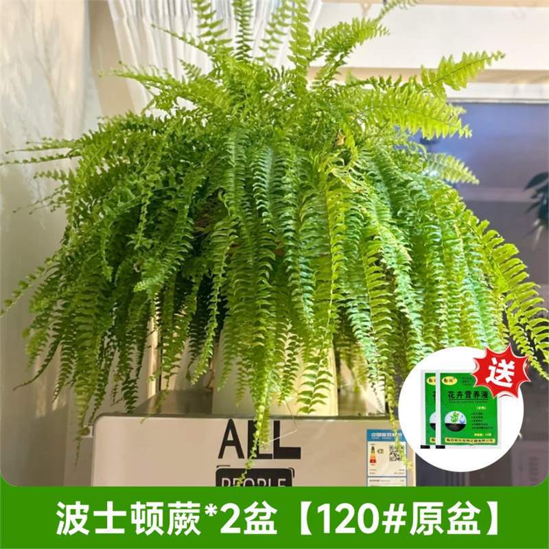 [상큼하고 눈길을 끄는] 보스턴 고사리*2 화분 [120#원래 냄비】+무료 영양액