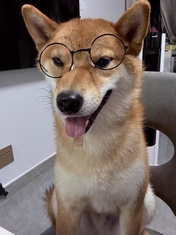 时尚宠物猫咪太子镜狗狗拍照眼镜配饰毛绒玩具网红太阳镜创意墨镜|undefined