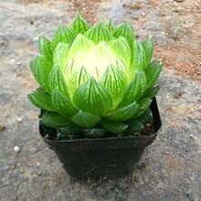 玉扇多肉植物玉露系列花卉盆栽绿植办公室桌面好养活喜阴凉防辐射