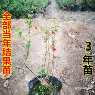 ����辰�Ϙ�������轘䘶��������ͺ������^�p�̨�����_���Y��