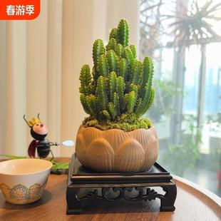 Bonsai Indoor Potted Green Plants, Flowers, Cacti, Easy to Maintain in All Seasons, Succulent Plants, Cactus, Living Room