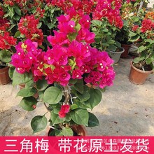 ذ÷ԎϘļ_ƷN̨ͥԺֲ