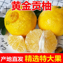 怀化洪江黄金贡柚春香桔柚象山青新鲜甜柚湖南雪峰山大果包邮