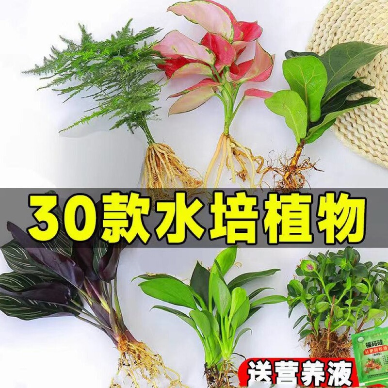 Hydroponic Plants, Rich Bamboo, Green Radish, Indoor Potted Plants, Easy to Grow, Living Room Florals, Desktop Glass Fish Tank, Water-Raised Green Plants