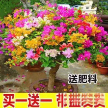 �ذ괹�z����÷���Ԏ���ֲ���ͺ�ͥ�����Ϙ��ڻ��ļ��_����Ʒ����