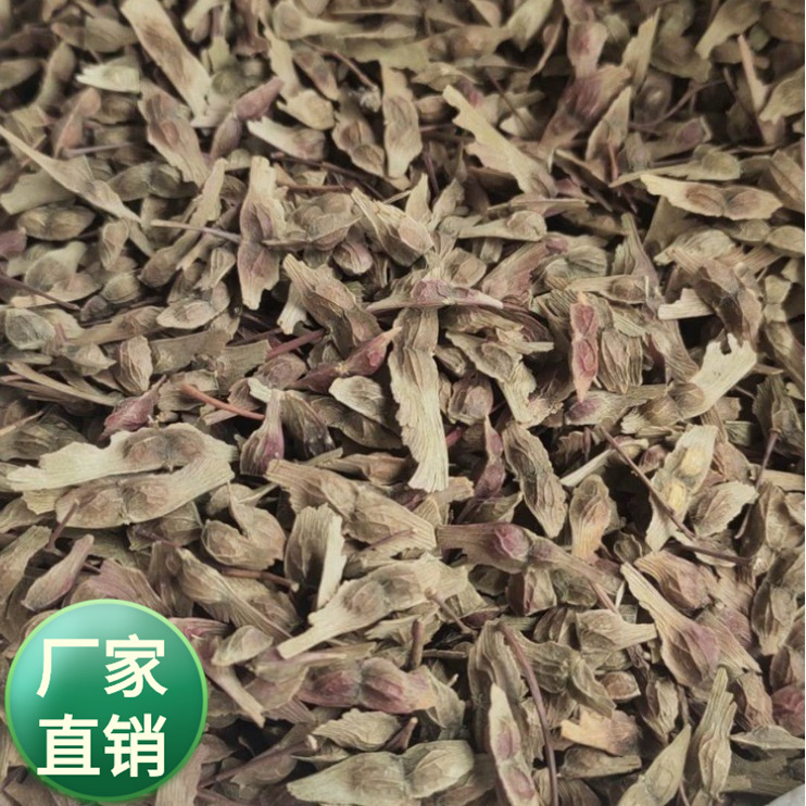 批发观赏树种 彩色红枫树种子 五角枫青枫树种子鸡爪槭树籽易活