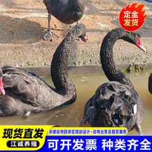 ���B�@�^�p�����Z���w ���ۼ��N�����Z Ó���Z��r��Ɍ������Z