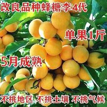 新品种嫁接蜂糖李子树苗特大脆甜离核南北方种植盆栽地栽当年结果