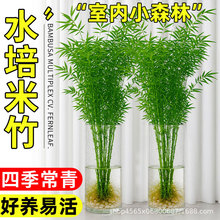 ˮ�������҃�����ֲ����B̦�\���F��������͏d�~���񻨻ܾGֲ