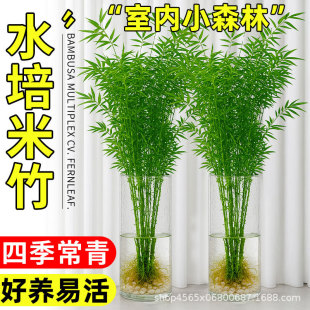 ˮֲ҃B̦\F͏d~񻨻ܾGֲ