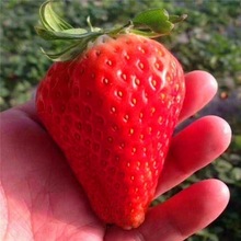 妙香7號 紅顏草莓苗種植基地 脫毒甜查理 法蘭地 奶油草莓苗批發