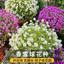香雪球花种子室外庭院多年生耐寒花卉孑地被花海室内阳台垂吊花籽