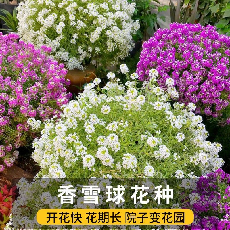 香雪球花种子室外庭院多年生耐寒花卉孑地被花海室内阳台垂吊花籽