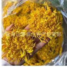 菊花茶金丝皇菊散花大量批发金丝大黄菊花一朵一杯菊花茶2024新花