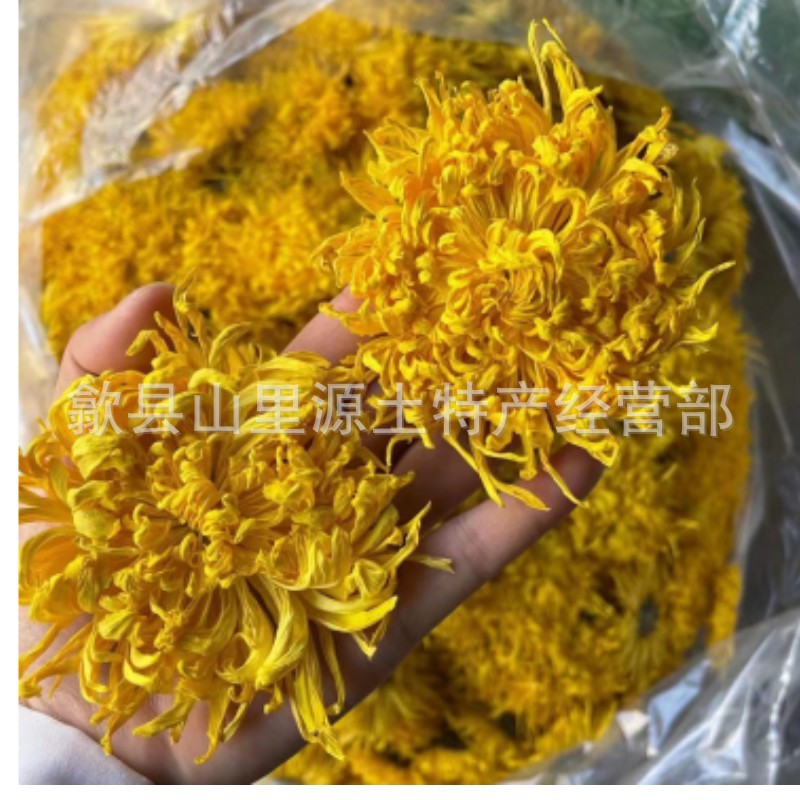 菊花茶金丝皇菊散花大量批发金丝大黄菊花一朵一杯菊花茶2024新花