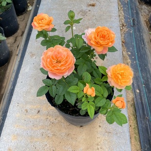 Rose Extra Large Flower Fragrant Juice Balcony Courtyard Flower Plant Potted Rose Four Seasons Rose Seedlings with Buds