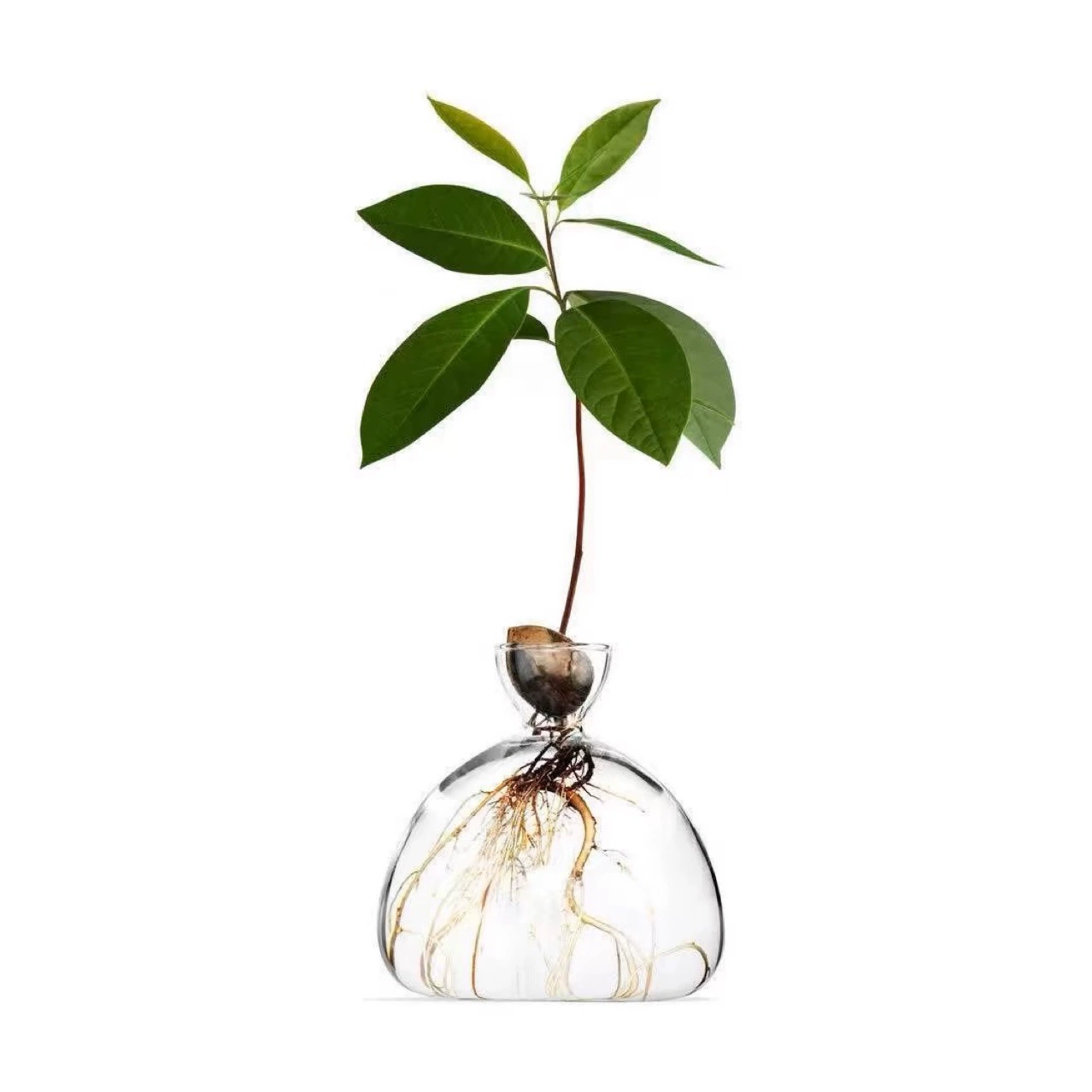 Японский стиль простой ветер авокадо гидропонная ваза с авокадо