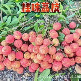 番薯类;柑桔;苹果