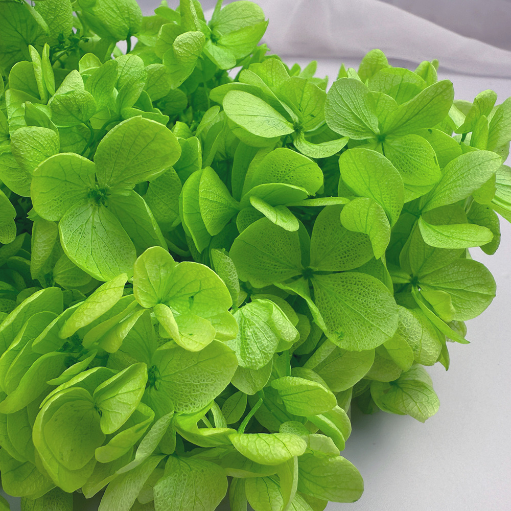 Flores de hortensia preservadas de calidad A+ del fabricante de Yunnan, flores preservadas en caja de 20g.