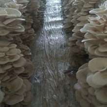 �ļ��ߜ�ƽ�� ���� Ģ���Nֲ�� ʳ�þ� ���� ���N �͜ؾ�������