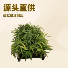 Դ�^�S�Ҵ������� ������Ҭ�� �ؙ��ƾG���@�ֻ��ܷN�ӷN�����l