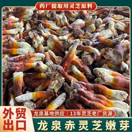 灵芝;代用/养生茶